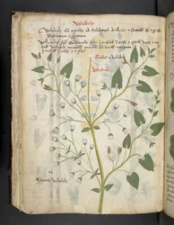 Lägg till MS 41623 f.75v 
