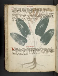 Lägg till MS 41623 f.80v 