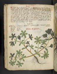 Lägg till MS 41623 f.81v De Portulaca, från 