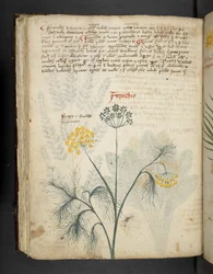 Lägg till MS 41623 f.84v Finocchio, från 