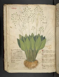 Lägg till MS 41623 f.85v 