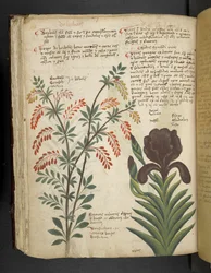 Lägg till MS 41623 f.89v 
