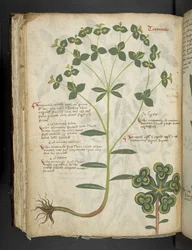Lägg till MS 41623 f.94v 