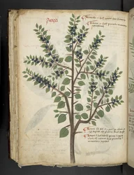 Lägg till MS 41623 f.95v 