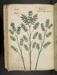 Lägg till MS 41623 f.99v 