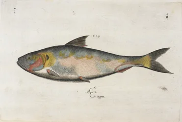 Agone, illustration från 
