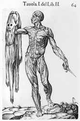 Anatomical Study, skylt 64, illustration från Anatomia del corpo humano av Juan de Valverde (c.1525-c.1587) Rom, 1560