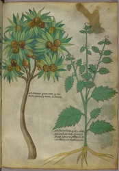 Botanisk illustration (bläck & färg på papper)