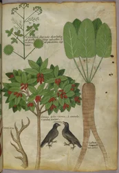 Botanisk illustration av växter och fåglar, ca 1440 (bläck & färg på papper