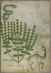 Botanisk illustration av en växt, en orm och en kamel, c.1440