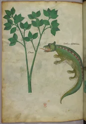 Botanisk illustration och djurillustration av en växt och en krokodil, ca 1440 (bläck och färg på pergament)
