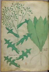 Botanisk illustration, ca 1440 (bläck  färg på pergament)