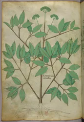Botanisk illustration, ca 1440 (bläck  färg på pergament)