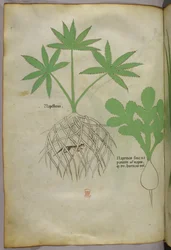 Botanisk illustration, ca 1440 (bläck  färg på pergament)