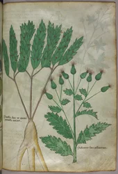 Botanisk illustration, ca 1440 (bläck  färg på pergament)