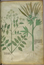 Botanisk illustration, ca 1440 (bläck  färg på pergament)