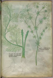 Botanisk illustration, ca 1440 (bläck  färg på pergament)