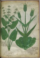 Botanisk illustration, ca 1440 (bläck  färg på pergament)