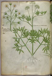 Botanisk illustration, ca 1440 (bläck  färg på pergament)