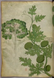 Botanisk illustration, ca 1440 (bläck  färg på pergament)