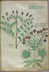 Botanisk illustration, ca 1440 (bläck  färg på pergament)