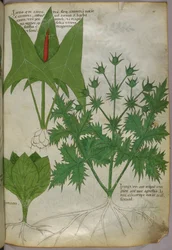 Botanisk illustration, ca 1440 (bläck  färg på pergament)