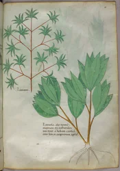 Botanisk illustration, ca 1440 (bläck  färg på pergament)