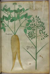 Botanisk illustration, ca 1440 (bläck  färg på pergament)