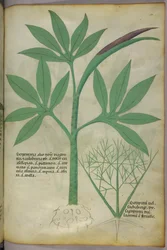 Botanisk illustration, ca 1440 (bläck  färg på pergament)