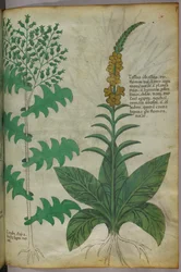 Botanisk illustration, ca 1440 (bläck  färg på pergament)