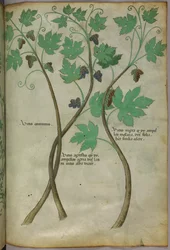 Botanisk illustration, ca 1440 (bläck  färg på pergament)