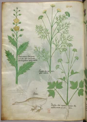 Botanisk illustration, ca 1440 (bläck  färg på pergament)