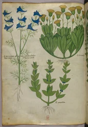 Botanisk illustration, ca 1440 (bläck  färg på pergament)