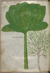 Botanisk illustration, ca 1440 (bläck  färg på pergament)
