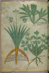 Botanisk illustration, ca 1440 (bläck  färg på pergament)