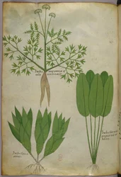 Botanisk illustration, ca 1440 (bläck  färg på pergament)