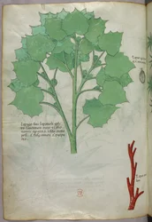 Botanisk illustration, ca 1440 (bläck  färg på pergament)