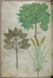 Botanisk illustration, ca 1440 (bläck  färg på pergament)