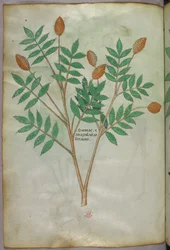 Botanisk illustration, ca 1440 (bläck  färg på pergament)