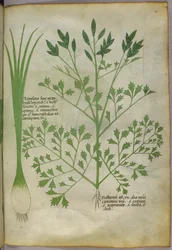 Botanisk illustration, ca 1440 (bläck  färg på pergament)