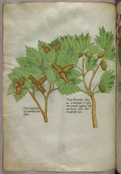 Botanisk illustration, ca 1440 (bläck  färg på pergament)