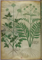Botanisk illustration, ca 1440 (bläck  färg på pergament)