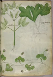 Botanisk illustration, ca 1440 (bläck  färg på pergament)