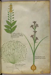 Botanisk illustration, ca 1440 (bläck  färg på pergament)