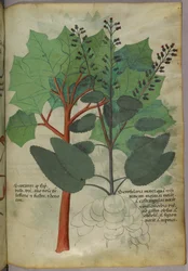 Botanisk illustration, ca 1440 (bläck  färg på pergament)