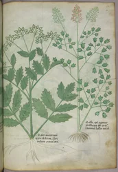 Botanisk illustration, ca 1440 (bläck  färg på pergament)
