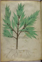 Botanisk illustration, ca 1440 (bläck  färg på pergament)