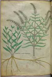 Botanisk illustration, ca 1440 (bläck  färg på pergament)
