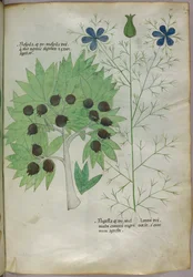 Botanisk illustration, ca 1440 (bläck  färg på pergament)