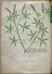 Botanisk illustration, ca 1440 (bläck  färg på pergament)
